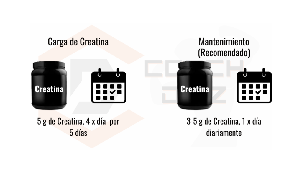 Gráfico que detalla las dosis recomendadas de creatina para la fase de carga y mantenimiento. Gráfico que detalla las dosis recomendadas de creatina para la fase de carga y mantenimiento.